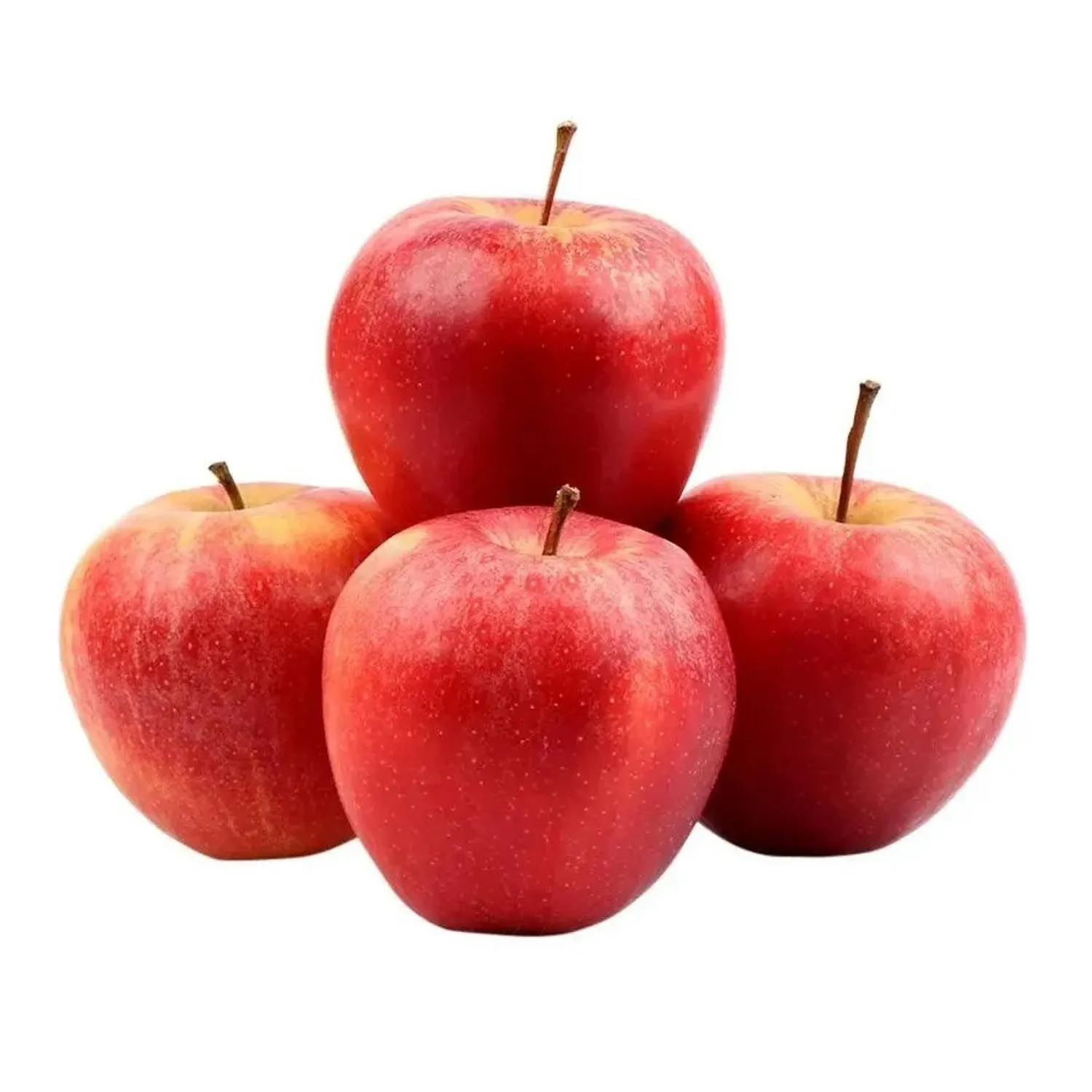 Apple Shimla